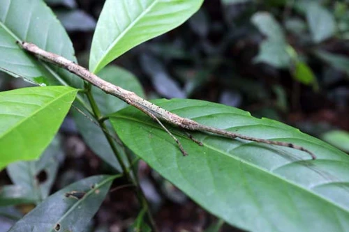 Màn hóa trang tài tình của thiên nhiên