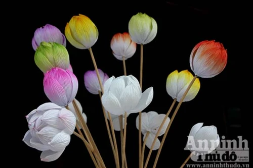 Có một loài sen nở mà khó tàn phai