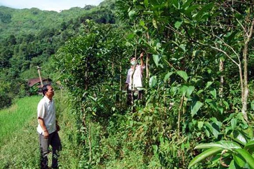 Tin đồn thất thiệt, biến nông trường chè đặc sản thành rừng hoang