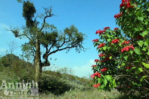 Kỳ bí lễ cúng thần trạng nguyên 