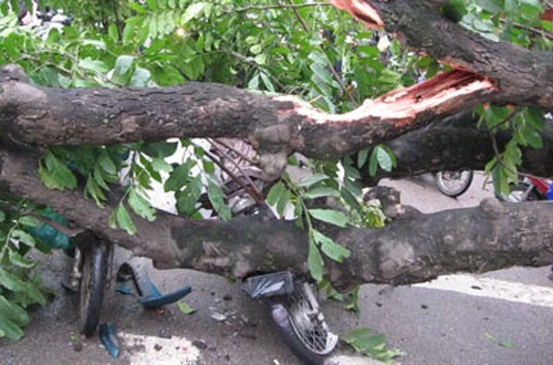 Cây đổ đè chết 2 người 