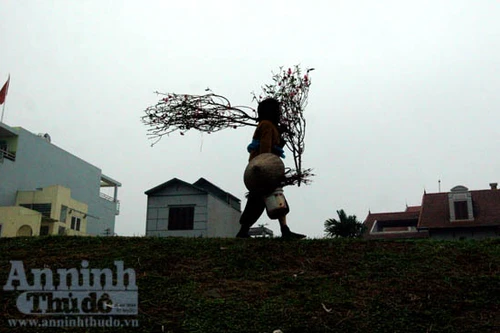 Hai "cơn lốc" trong một thú chơi đào xuân