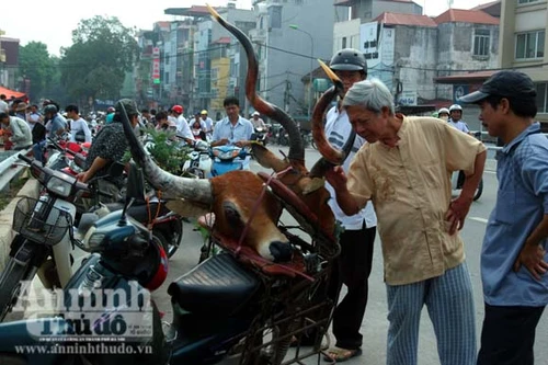 Cặp sừng tuyệt đẹp và chuyện con thú lìa rừng