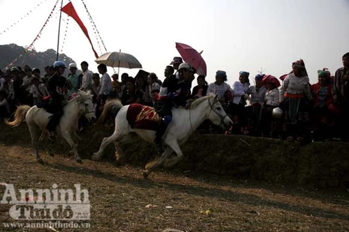 Đường đua lạ kỳ của những tay khiển “xích thố”