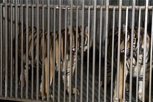 Khởi tố đối tượng nuôi, nhốt trái phép 2 cá thể hổ