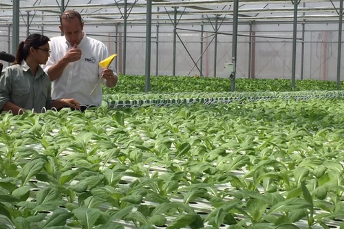 Tận mắt xem kỹ thuật trồng rau không cần đất