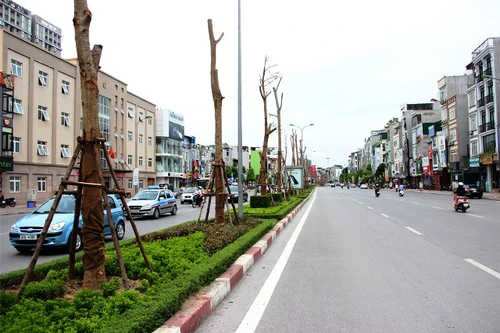 Hà Nội trồng Phượng Vĩ trên dải phân cách giữa nhiều tuyến phố