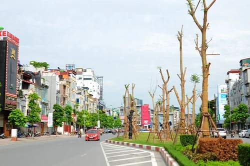 Vì sao Hà Nội chọn trồng Phượng Vĩ ở dải phân cách giữa?