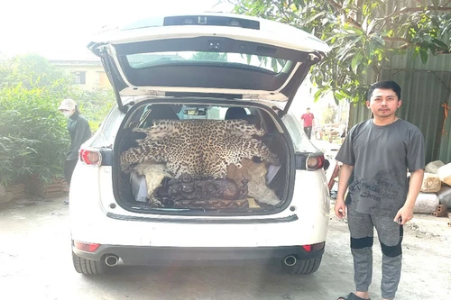 Truy nguồn bộ da báo hoa mai xuất hiện trên xe ô tô Mazda CX5