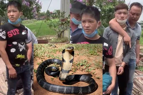 Khởi tố bị can hai nam thanh niên đưa rắn hổ chúa từ Lạng Sơn về Hà Nội tiêu thụ