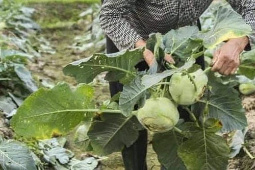 Doanh nghiệp, cá nhân Hà Nội hưởng ứng giải cứu nông sản Hải Dương sau lời kêu gọi của Bí thư Thành ủy