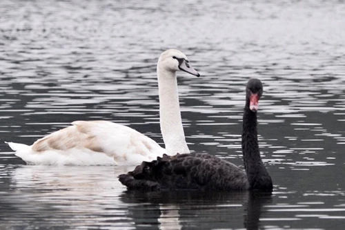 Ngắm đàn thiên nga tại 'nhà mới'- hồ Thiền Quang