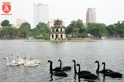 Bất ngờ ngắm đàn thiên nga bơi lội giữa hồ Hoàn Kiếm