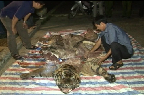 Bắt quả tang tụ điểm nấu cao hổ, xương động vật các loại