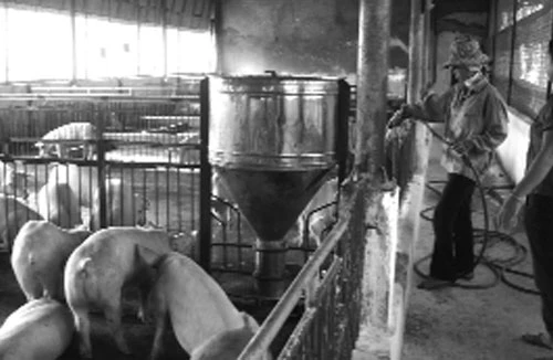 Chăn nuôi thuê cho nước ngoài