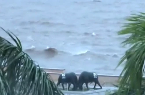 Ảnh hưởng cơn bão số 3 tại Hải Phòng