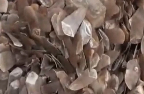 Bắt giữ 1,4 tấn vẩy tê tê