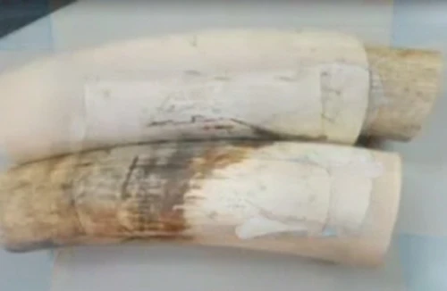 Bắt giữ 14,6kg ngà voi châu Phi vận chuyển trái phép