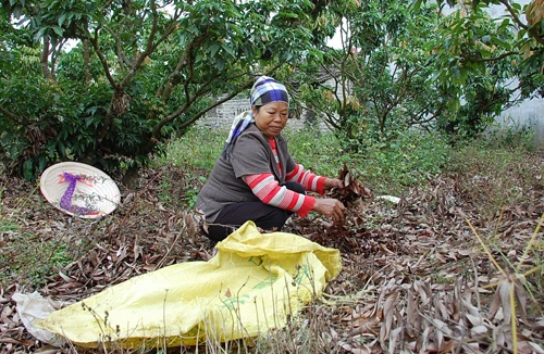 Sẽ tạm ngừng sơ chế nếu cây vải ra lộc ra hoa