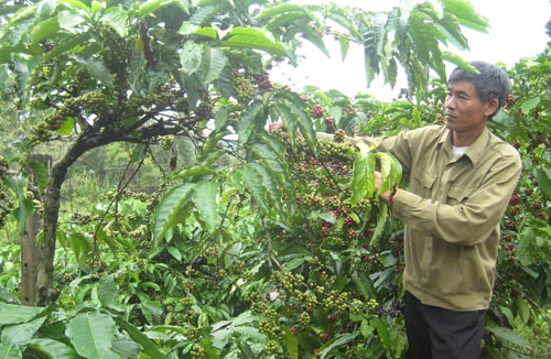 Phải đòi lại thương hiệu cà phê Buôn Ma Thuột