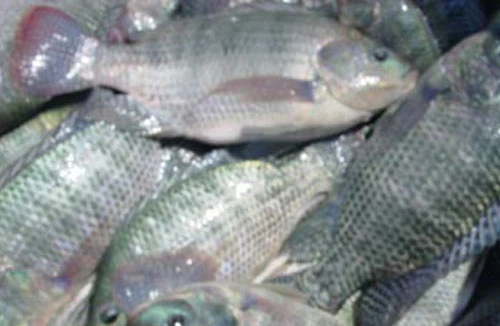 Không phải cá nào cũng tốt cho tim