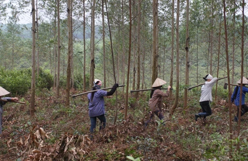 Giá cho thuê đất trồng rừng quá thấp