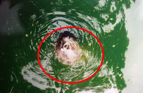 Rùa hồ Gươm nổi lên