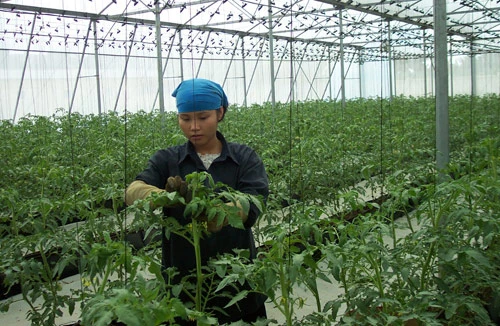 Không sợ khan hiếm rau xanh 