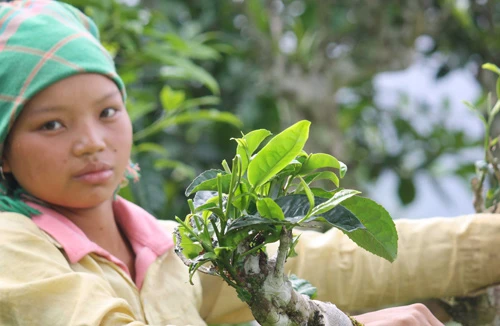Thưởng trà, chạm đá trên đỉnh Suối Giàng