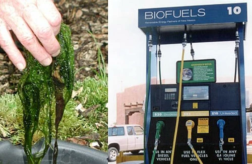 Tảo - Nguồn nhiên liệu của tương lai