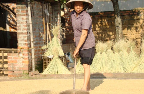 Lương thực tăng giá, vựa lúa tăng đói nghèo