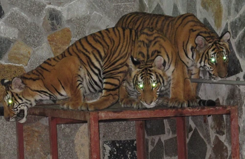 Hổ dữ suýt xổng chuồng ở vườn thú Hà Nội