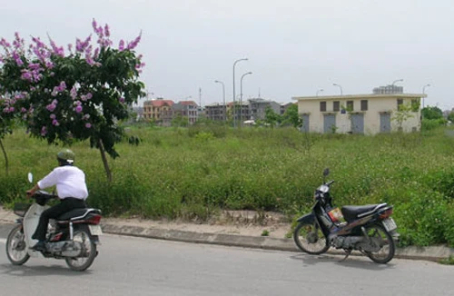 Chuyện phiếm với bò thành phố