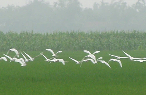 Những kẻ lãng mạn