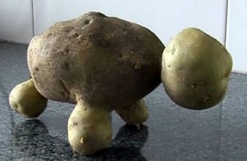 Củ khoai tây hình con rùa