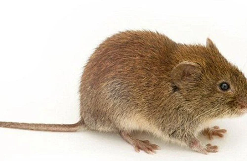 Hủy chuyến bay vì… chuột