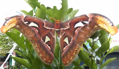 Phát hiện bướm khổng lồ sải cánh gần 50 cm