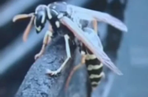 4 người thương vong do bị ong bò vẽ đốt