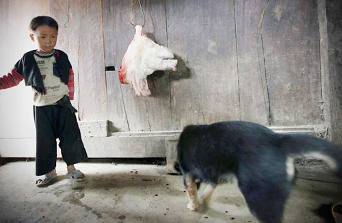 “Thần tài” của người Mông