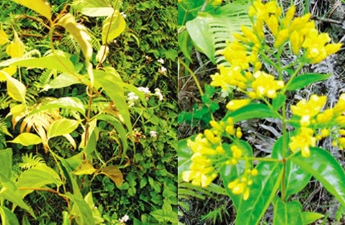 Nỗi ám ảnh "ma ngón"