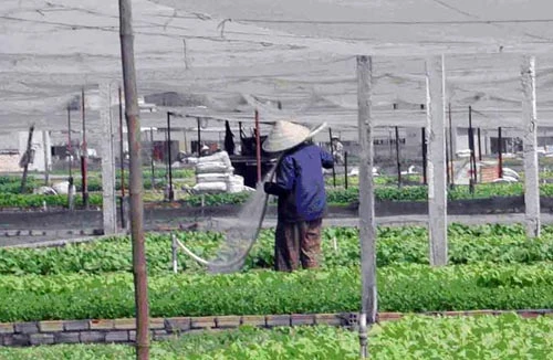 Kiểm soát dịch tốt, hết sốt giá