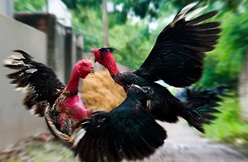 Số phận giống gà quý hiếm