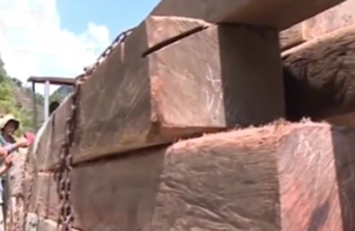 Phát hiện vụ phá rừng lớn, gây chấn động tại Quảng Nam