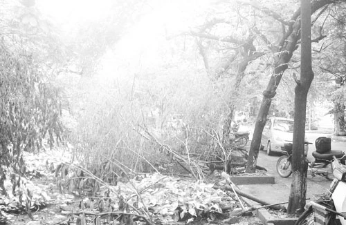 Vườn… rác trong khu đô thị