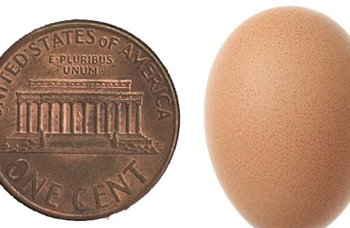 Trứng gà nhỏ như đồng xu