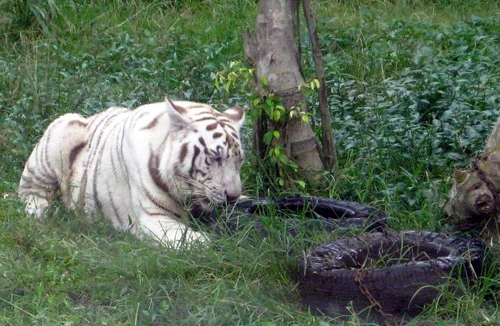 Cứu lấy động vật hoang dã, quý hiếm