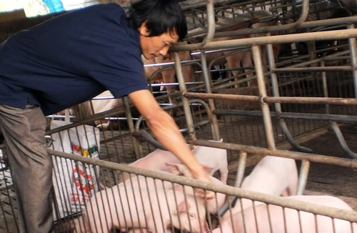 Tư thương lũng đoạn giá thịt lợn 