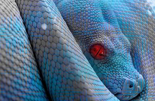  Rắn thần hay đồn nhảm?