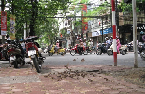 Khúc hát chim trời