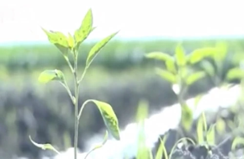 Ăn chặn tiền giống cây trồng của nông dân